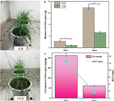 Cadmium Exposure Alters Rhizospheric Microbial Community and Transcriptional Expression of Vetiver Grass